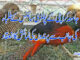 جامعہ کراچی کے پولٹری سائنس کے طلباء کی جانب سے پرندوں کی نمائش کا انعقاد
